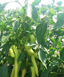 semences de poivrons vertes