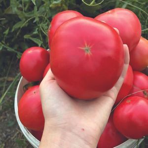 semence de tomate rose