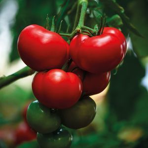 semence de tomate rouge