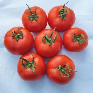 semence de tomate rouge