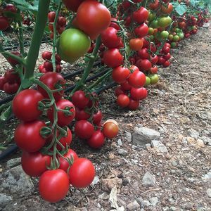 semence de tomate rouge