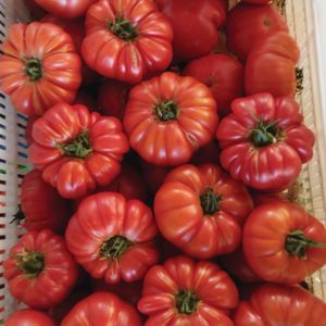 semence de tomate rose