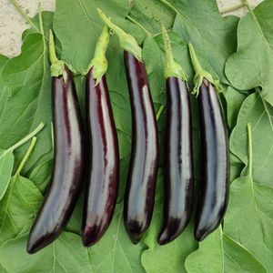 semence d'aubergine pour culture sous serre