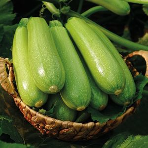 semence de courge résistante à l'oïdium