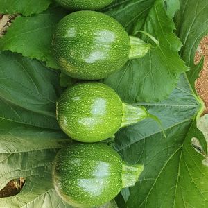 semence de courgette résistante à l'oïdium