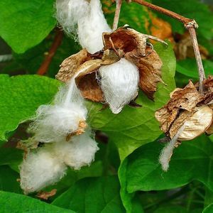 semence de coton précoce