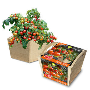graine de tomate cerise rouge