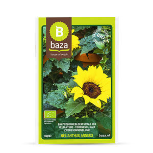 semence de tournesol biologique