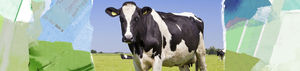 additif alimentaire antioxydant