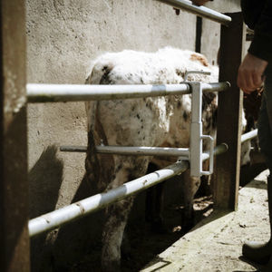 cage de contention pour vaches