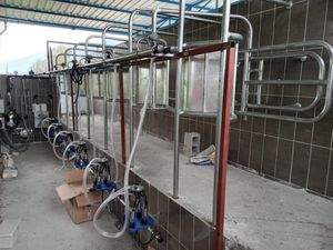 salle de traite pour vaches