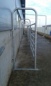 couloir de contention pour bovins 1