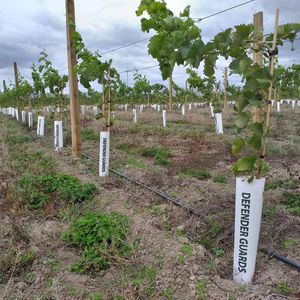 tube de plantation de vigne 1