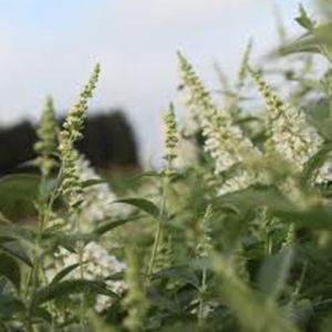 arbuste à fleurs pour massif