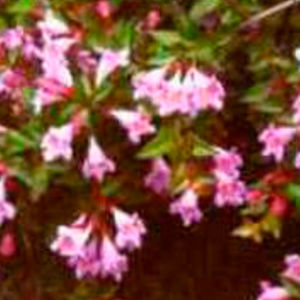 arbuste à fleurs à fleurs roses