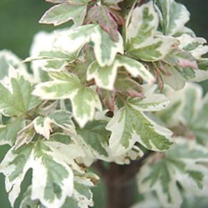 arbre feuillu