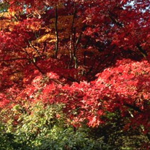 arbre feuillu