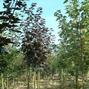 arbre feuillu