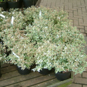arbuste à fleurs pour pot