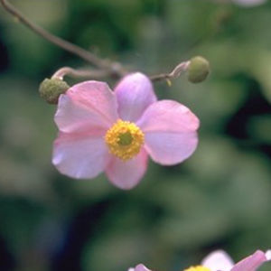 plant floral vivace