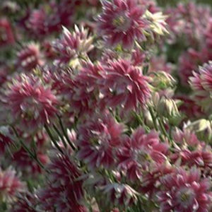 plant floral vivace