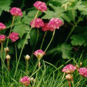 plant floral vivace
