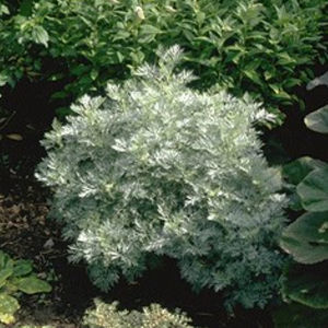 plant floral vivace