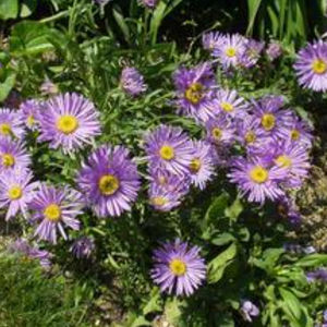 plant floral vivace