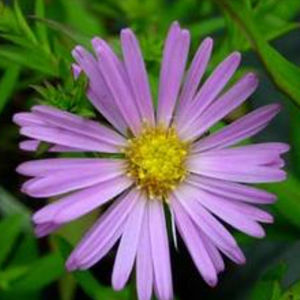 plant floral vivace