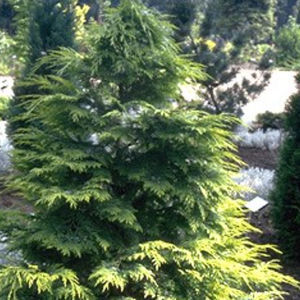 arbre résineux