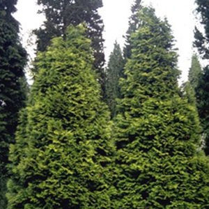 arbre résineux