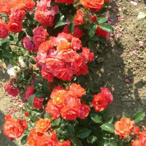 arbuste à fleurs à fleurs orange