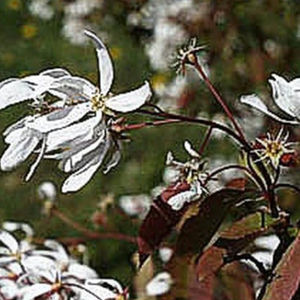 arbuste à fleurs pour haie