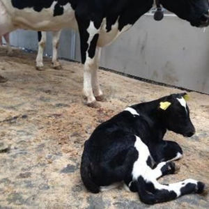 matelas pour vaches en caoutchouc