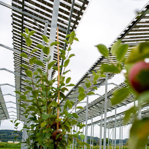 structure agrivoltaïque pour verger