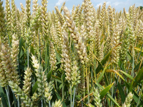 Semence de blé tendre précoce - HYXTRA - Saaten-Union GmbH - très précoce / résistante à l'oïdium / résistante à la rouille