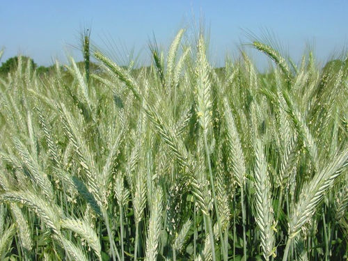 Semence de triticale résistante à la rouille - BILBAO - Saaten-Union GmbH - résistante à l'oïdium / résistante au piétin-verse / résistante à la fusariose