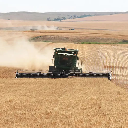 Tête de récolte de céréales - FD1 Series FlexDraper® - MacDon Europe GmbH - d'herbe / à haricots / de fourrage