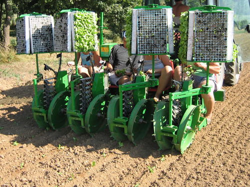 Planteuse de légumes - Itala - SFOGGIA Agriculture Division S.r.l. - manuelle / tractée / de racines nues