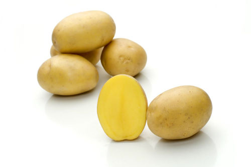 Pomme de terre demi-précoce - Belmonda - Solana GmbH & Co. KG - de consommation / longue / résistante au mildiou du feuillage