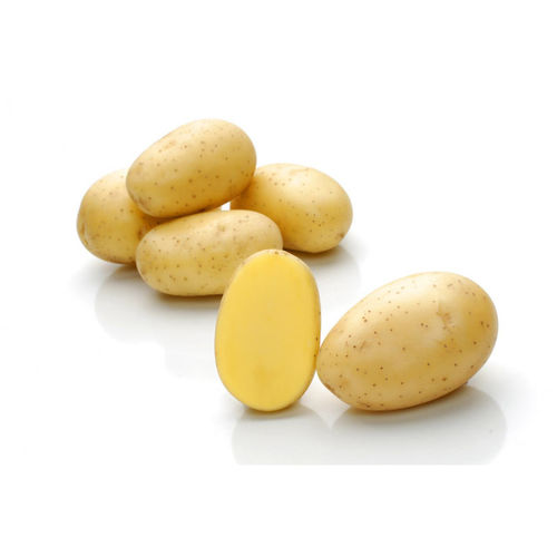 Pomme de terre précoce - Campina - Solana GmbH & Co. KG - de consommation / longue / moyenne