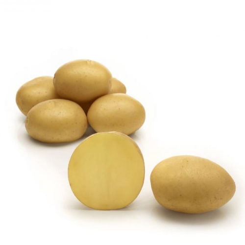Pomme de terre demi-précoce - Connect - Solana GmbH & Co. KG - demi-tardive / de consommation / longue