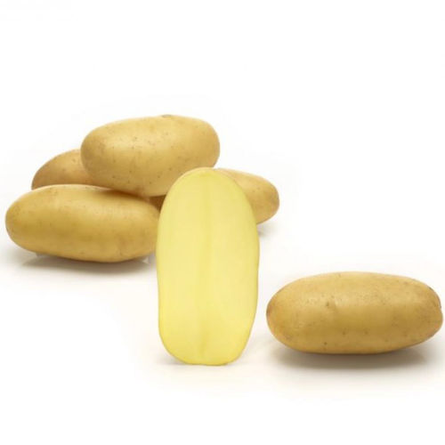 Pomme de terre demi-précoce - Granada - Solana GmbH & Co. KG - de consommation / longue / résistante à la gale verruqueuse