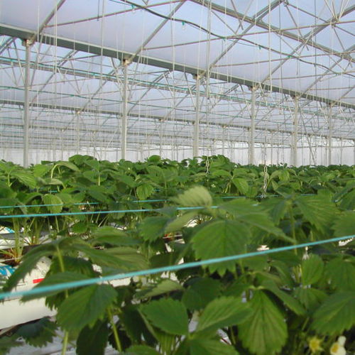 Bâche pour serre - PLASTERMIC DH-FS - SOTRAFA, S.A. - en polyéthylène / anti-UV / effet thermique