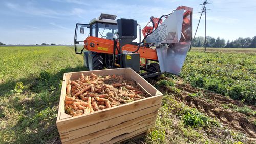 Arracheuse de carottes - WERINGEN RVE-1 - Weremczuk FMR Sp. z o.o. - de panais / de persil / montée sur tracteur