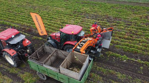 Récolteuse de légumes - WERINGEN RVE-1 WITH TRANSPORTER - Weremczuk FMR Sp. z o.o. - montée sur tracteur / à 1 rang / par préhension