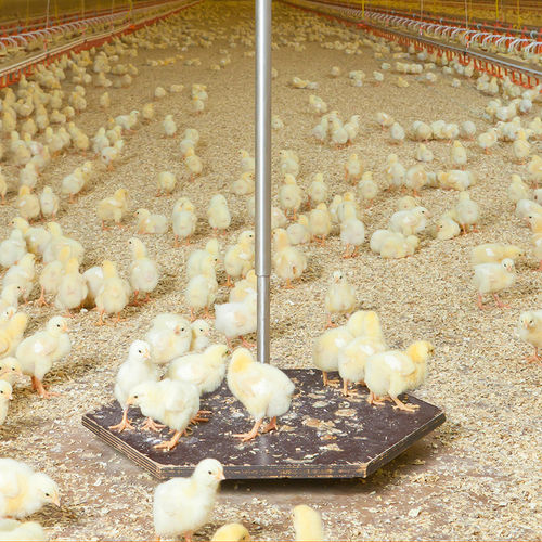 Balance pour volaille - Swing 20 - Big Dutchman - à plate-forme / suspendue