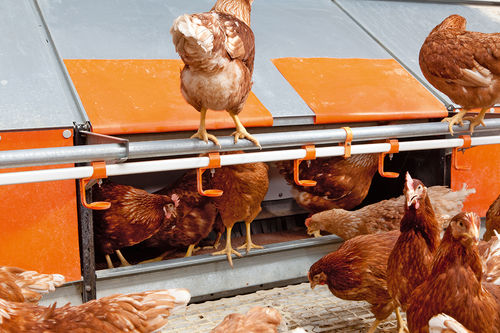 Système de volière pour poules pondeuses - Manure pit  - Big Dutchman - avec système d'évacuation des fientes / caillebotis penché