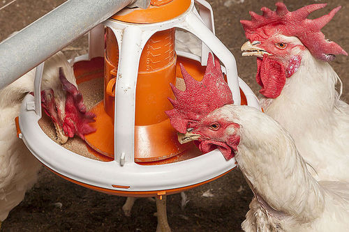 Accessoire Nourriture Poulets Suspendu Pliable 6,5″ - Panier Légumes Fruits Avec Chaîne 17 Pouces