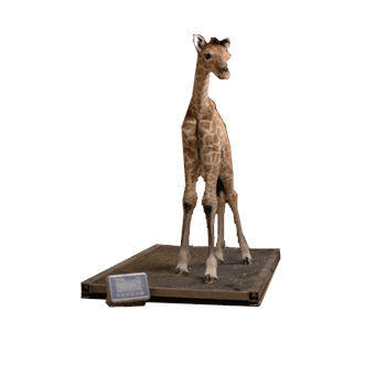 Balance pour animaux - ZOO - BOSCHE GmbH & Co. KG - numérique / à plate-forme